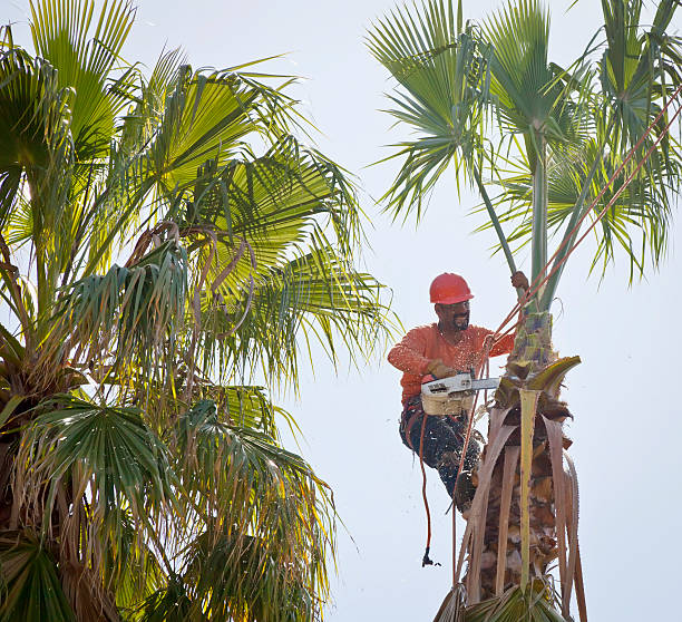 Tree Removal for Businesses in Freedom, CA